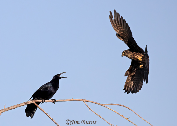 Great-tailed Grackle vs Merlin--5822