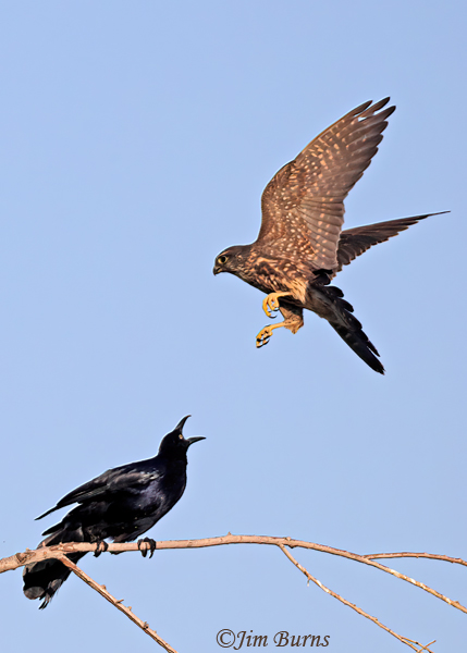 Great-tailed Grackle vs Merlin--5824
