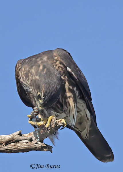 Merlin enjoying Blue-eyed Darner popcicle #3--6558