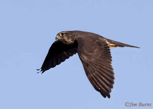 Merlin on a a mission--6617