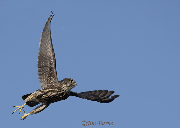 Merlin airborne--6825