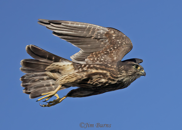 Merlin on a mission #2--6827