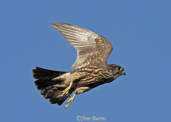 Merlin in flight, ventral wing--7375