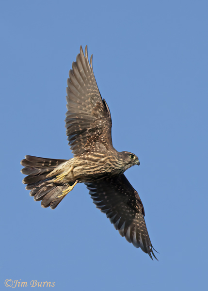 Merlin in flight, ventral wingspread--7376