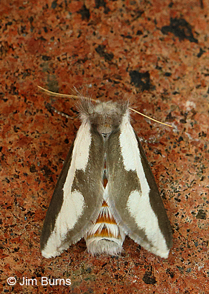 Mesquite Stinger Moth dorsal view, Arizona