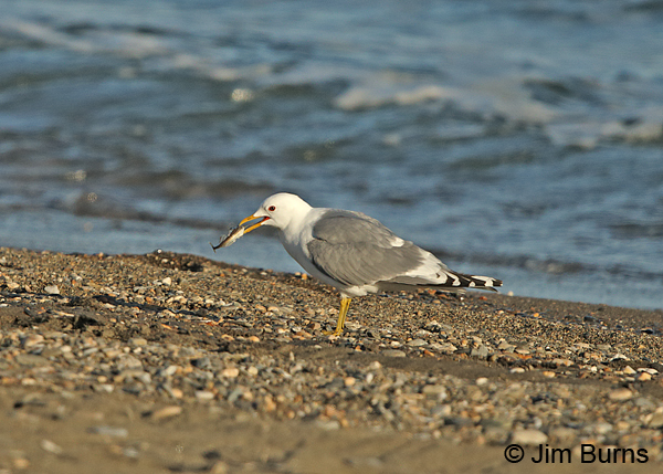 Mew Gull with fish on beach