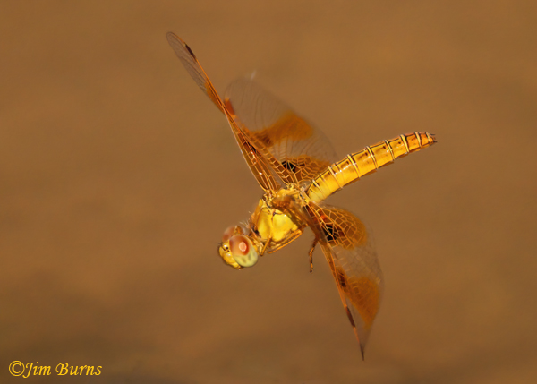 Mexican Amberwing female in flight, Maricopa Co., AZ, September 2022--7643