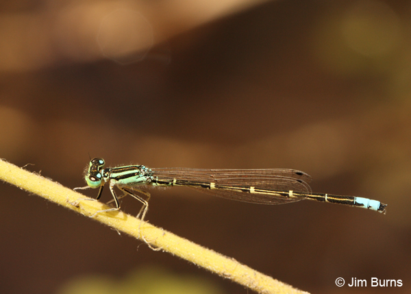 Mexican Forktail male, Maricopa Co., AZ, May 2012