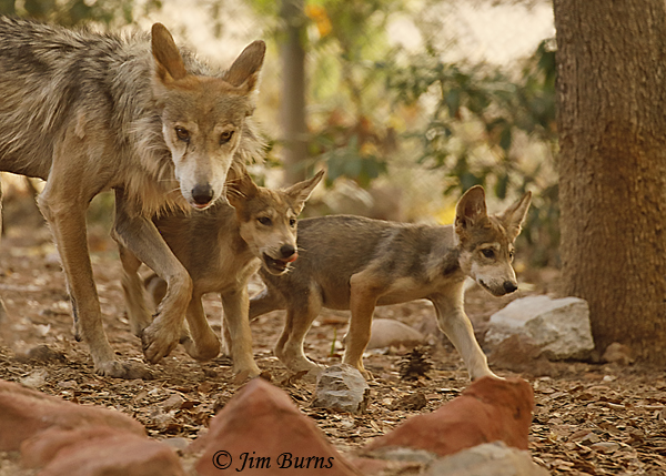 Mexican Wolf family--4287