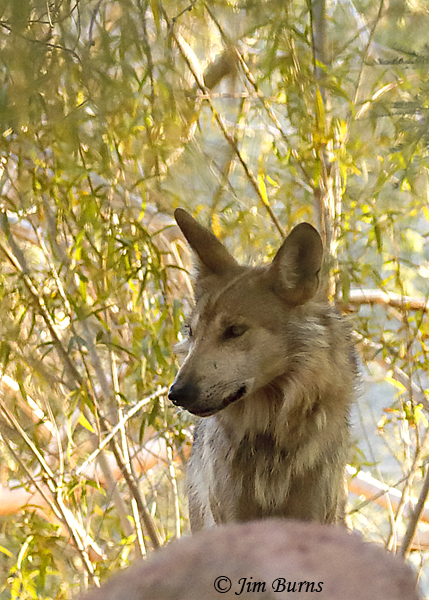 Mexican Wolf parent--4259