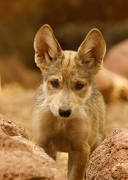 Mexican Wolf pup #2--4311