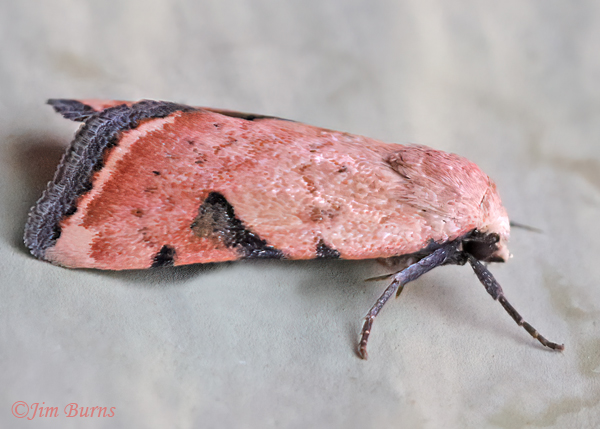 Micrathetis costiplaga, Arizona--1205