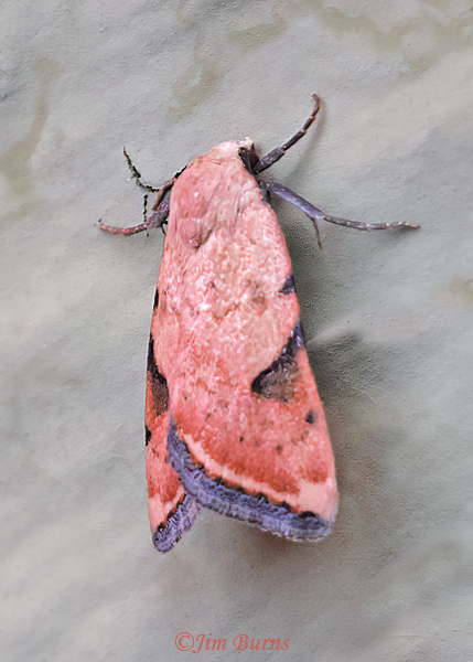 Micrathetis costiplaga, Arizona--1210