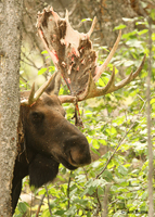 Moose bull coming out of velvet