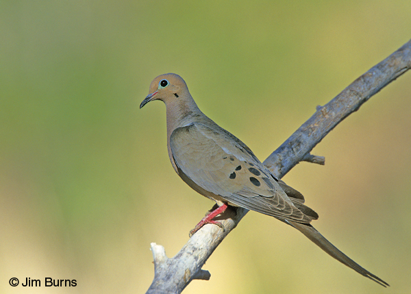 Mourning Dove dorsal view