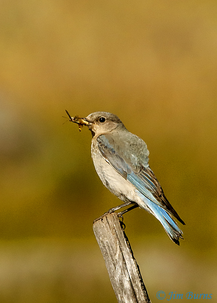 Mountain Bluebird female with grasshopper--3857