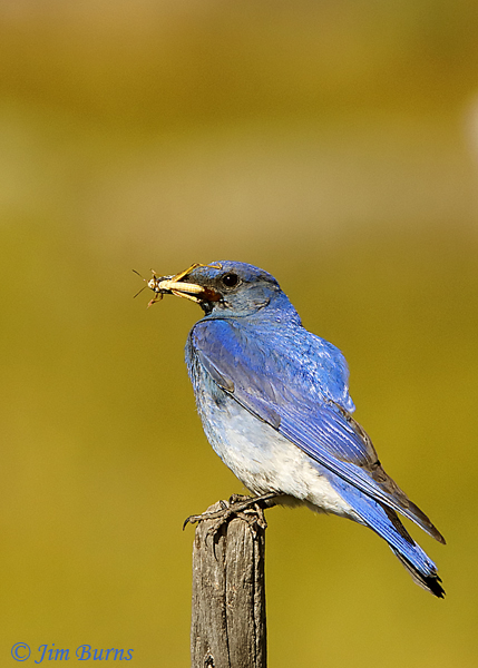 Mountain Bluebird with grasshopper--3863