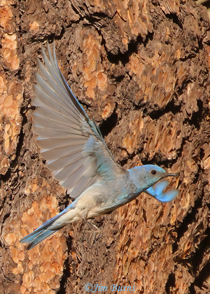 Mountain Bluebird male in flight through Ponderosa Pine--5140
