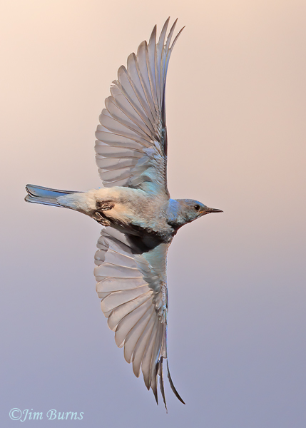 Mountain Bluebird male underwing--5694