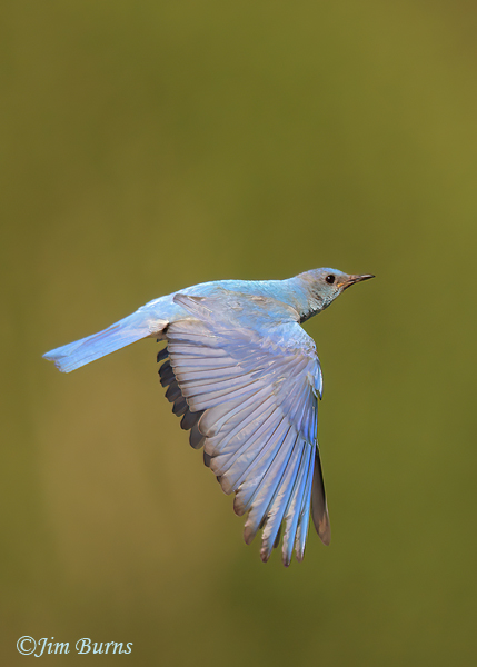 Mountain Bluebird male dorsal wing--5968--2