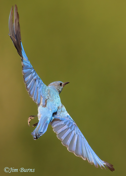 Mountain Bluebird male banking in flight--6007