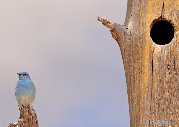 Mountain Bluebird male at nesthole in dead Lodgepole Pine--1057