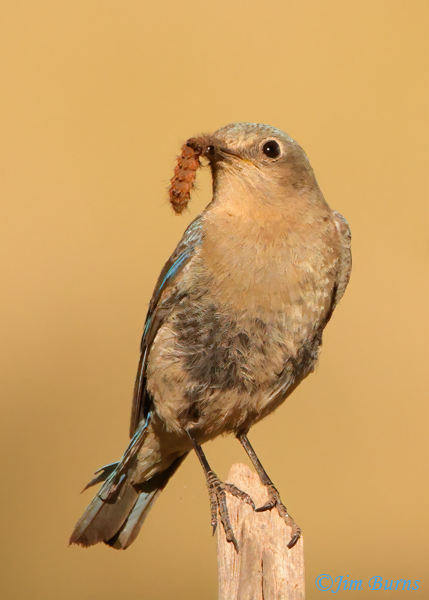 Mountain Bluebird female with caterpillar--5184