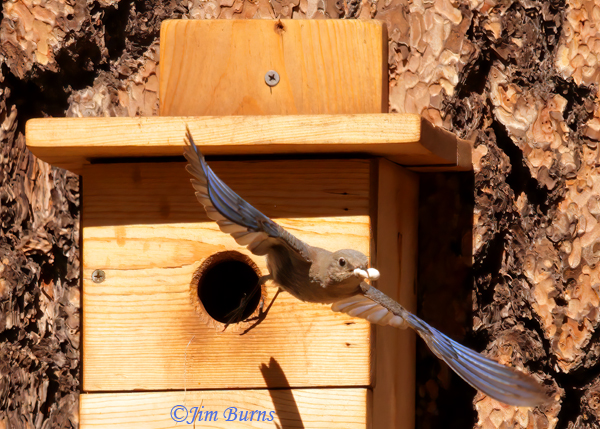 Mountain Bluebird female removing fecal sac from nestbox--5566