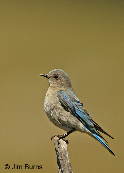 Mountain Bluebird female on fence post