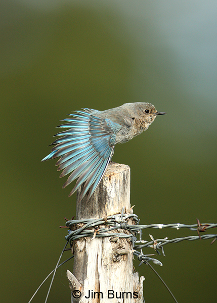 Mountain Bluebird female wingstretch