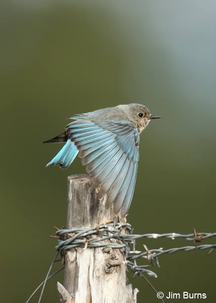 Mountain Bluebird female wingstretch #2