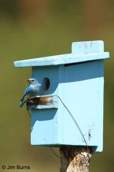 Mountain Bluebird male at blue bluebird box