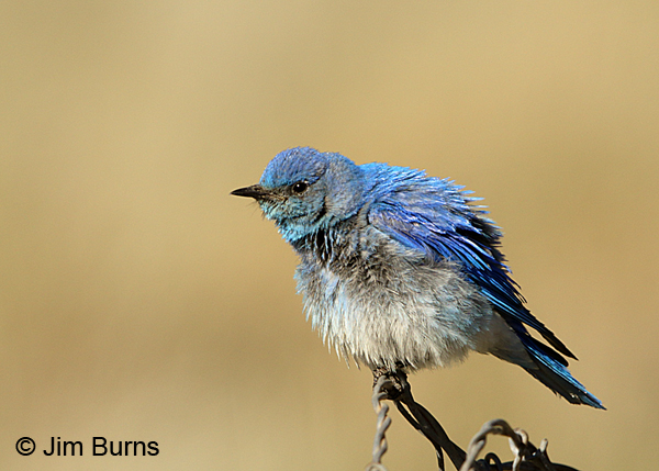 Mountain Bluebird male feathers fluffed out