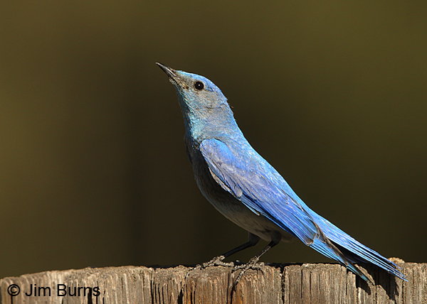 Mountain Bluebird male in precopulatory posture