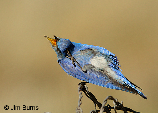 Mountain Bluebird male preening