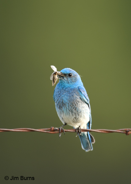 Mountain Bluebird male with moth