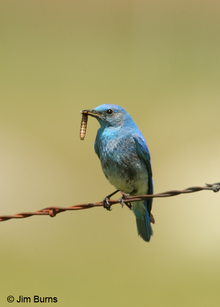 Mountain Bluebird male with caterpillar