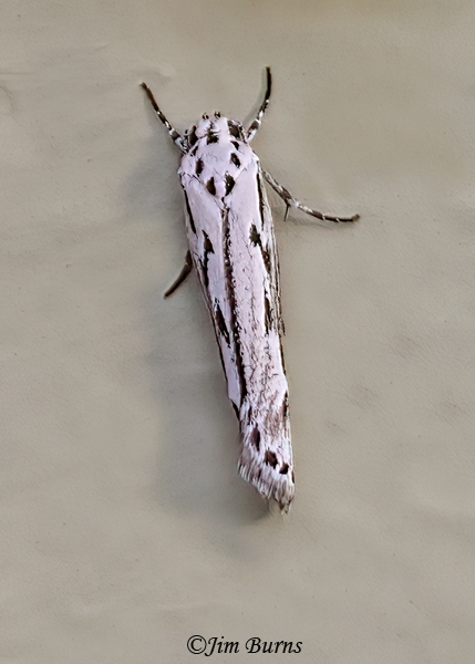 Mountain Mahogany Moth, Arizona--0620