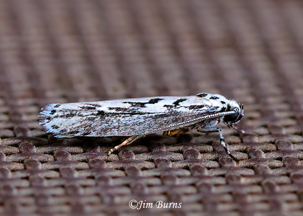 Mountain Mahogany Moth, Arizona--1686