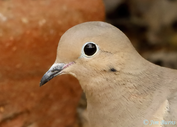 Mourning Dove head shot--2830