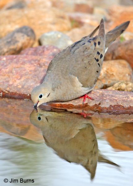 Mourning Dove drinking #2