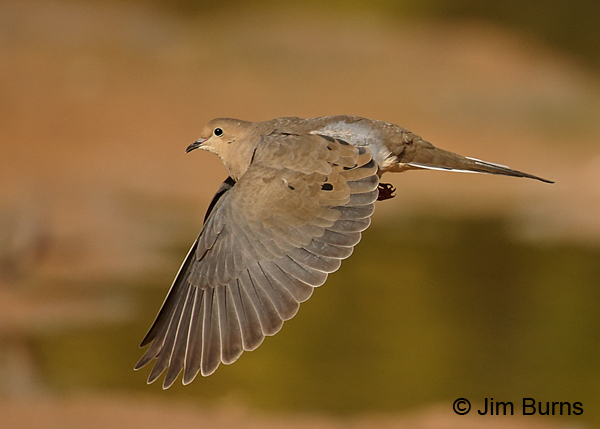 Mourning Dove in flight
