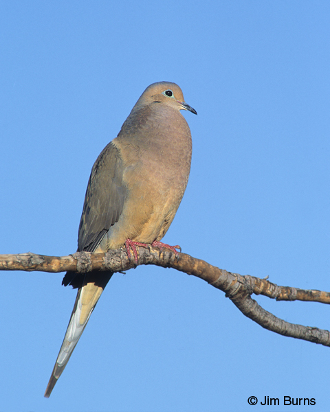 Mourning Dove ventral view