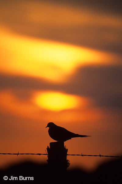 Mourning Dove at sunset