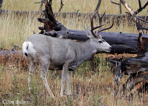 Mule Deer buck in downed timber--3439