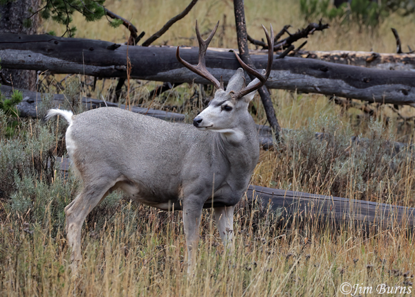 Mule Deer buck in downed timber #2--3460
