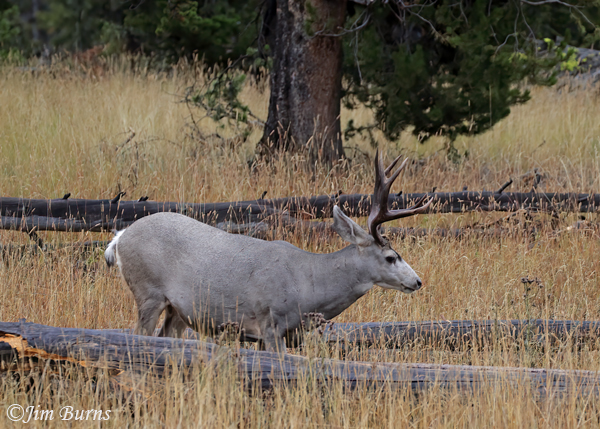 Mule Deer buck in medow--3471