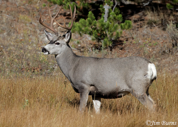 Mule Deer buck portrait--3630