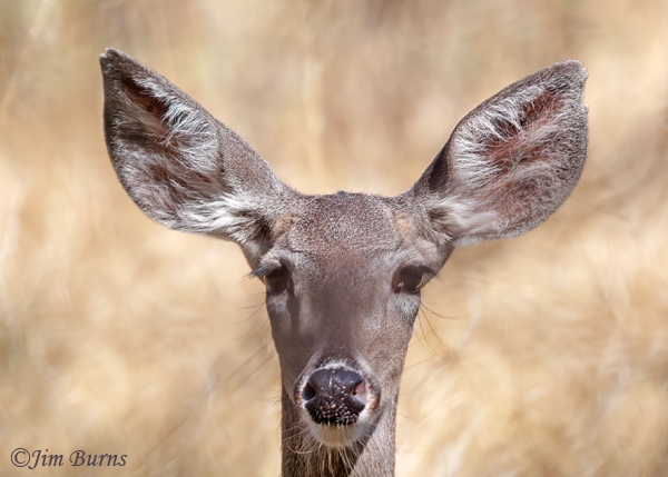 Mule Deer alert--9632