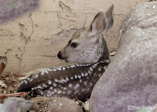 Mule Deer newly born fawn--8927